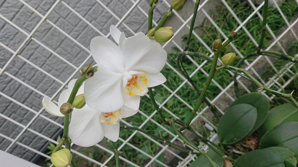 事務所設立時にお祝いで頂いた胡蝶蘭がまた咲きました♪