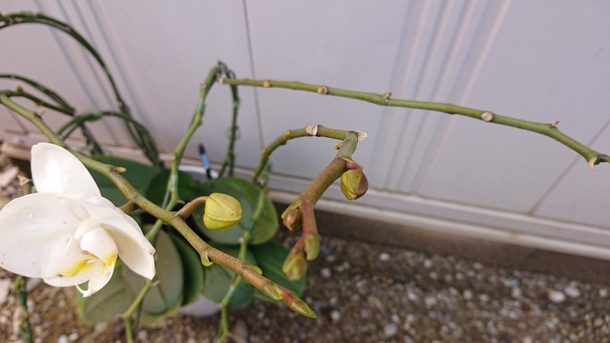 胡蝶蘭がまたつぼみをつけました！